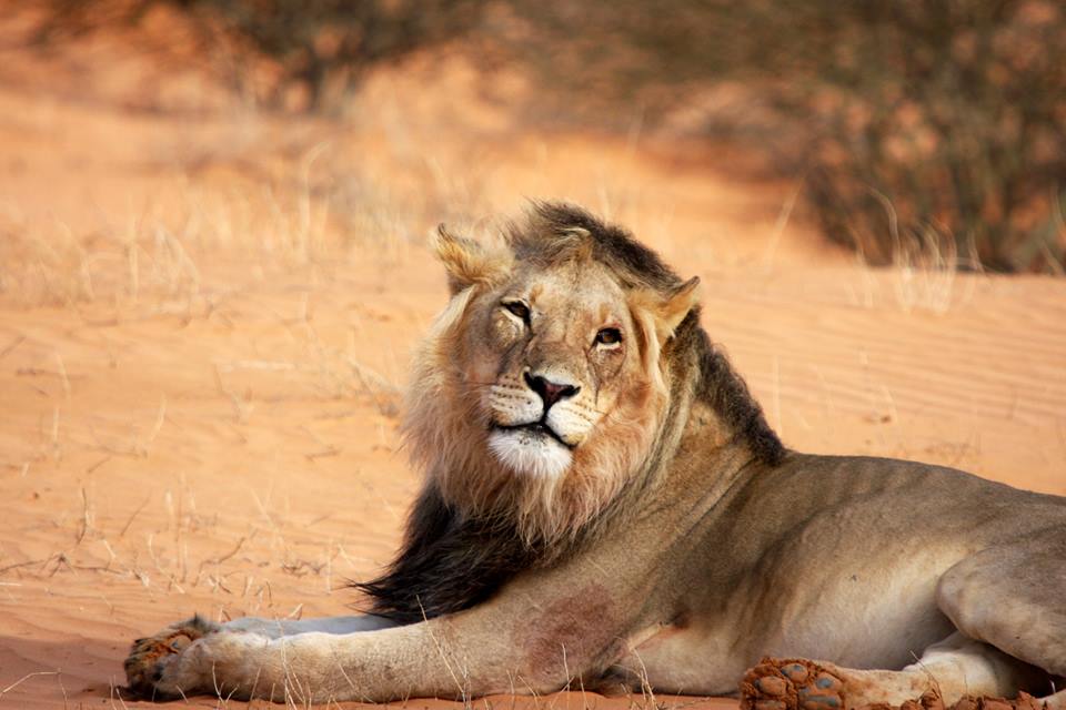 The Lesholoago Lion