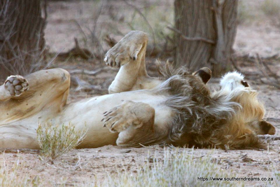 The Lesholoago Lion