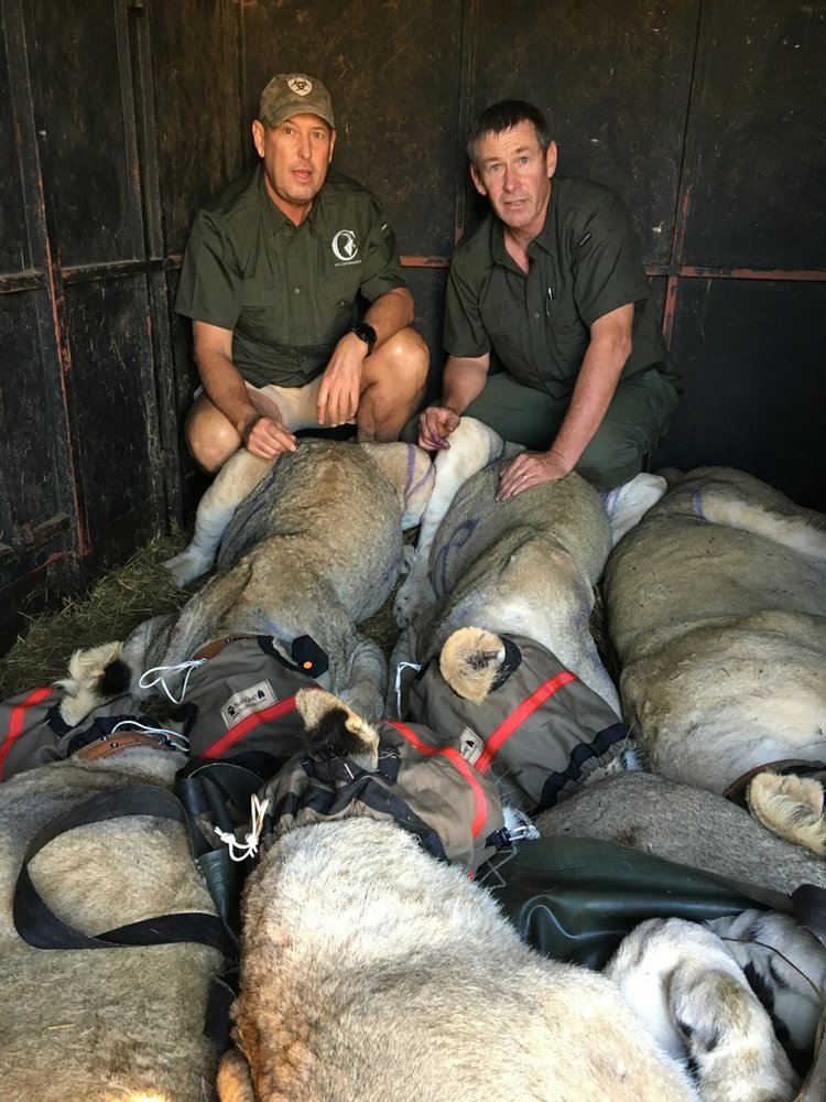 24 Lions relocated to Mocambique