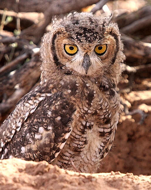 Owl in a hole Kgalagadi