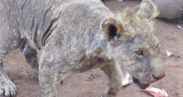 NSPCA at Jan Steinmanns Farm previous visit
