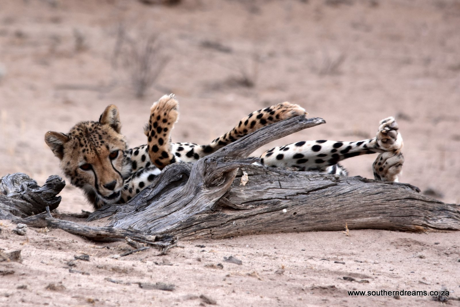 Cheetah Corinnes boy at Kgalagadi