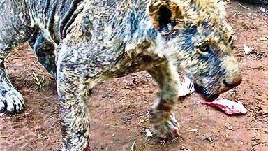 Lions found in apalling conditions