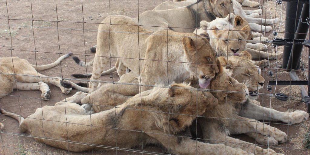 SA reclassifies 33 wild species