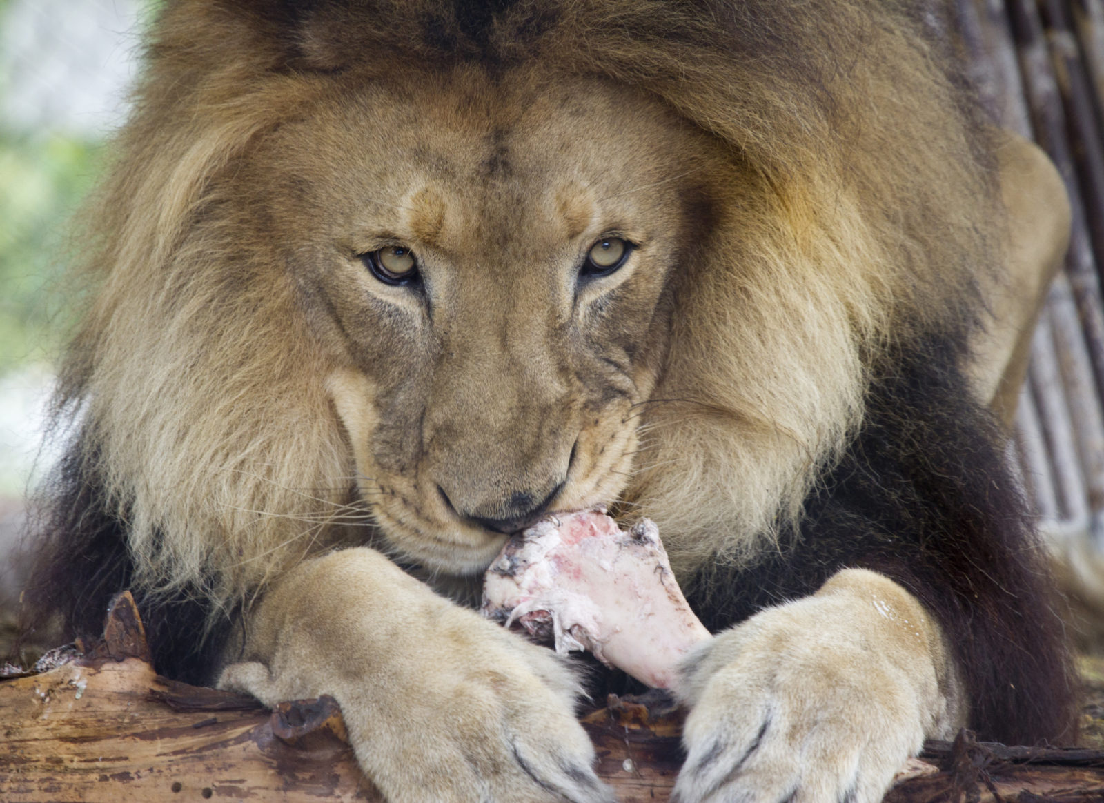Canned Hunting Victim - Jabula The lion